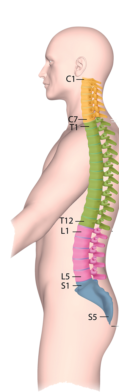 Optimum Wellness Spine diagram