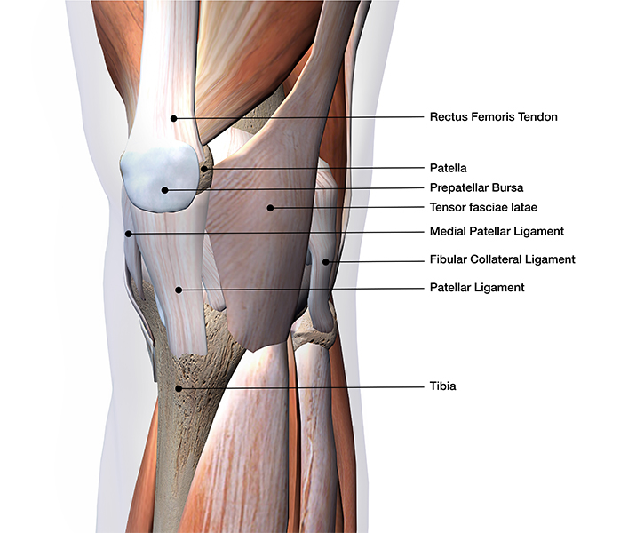 Muscle pain, joint function, bones
